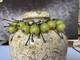 Artist made, sterling silver and green glass contempory bracelet