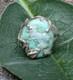 Raw Chrysoprase Nugget Artisan Hand Made Sterling Silver Ring sz8.75. A23c